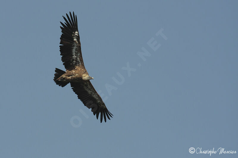 Griffon Vulture