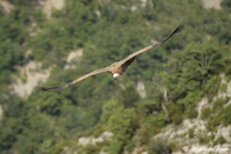 Griffon Vulture