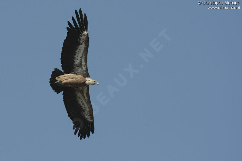 Vautour fauve