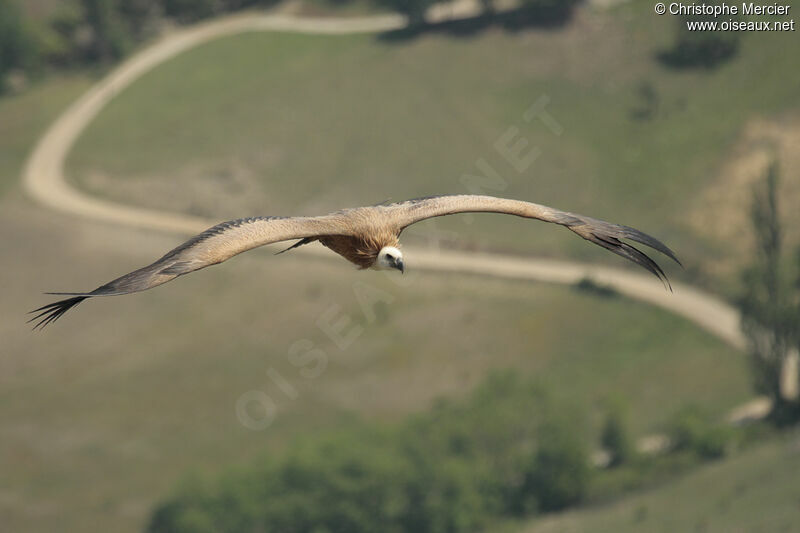 Vautour fauve