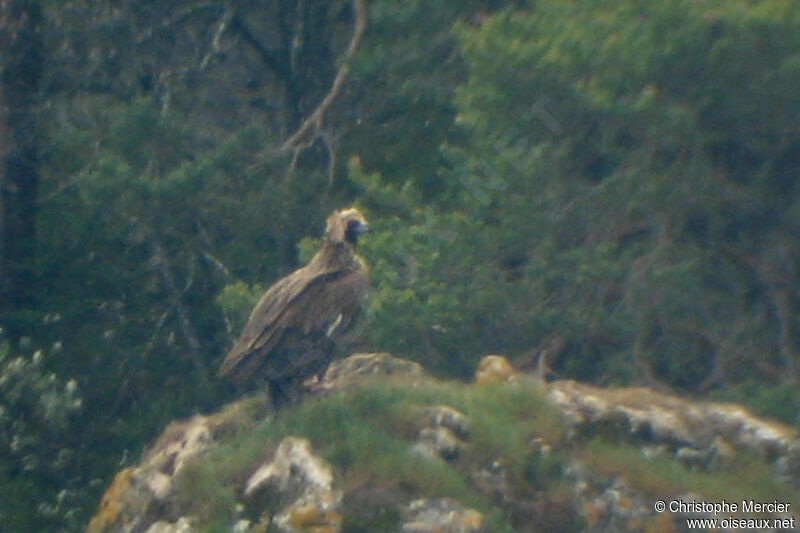 Cinereous Vulture