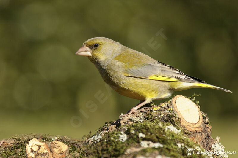 European Greenfinch male