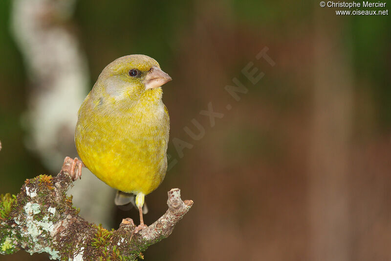 European Greenfinch