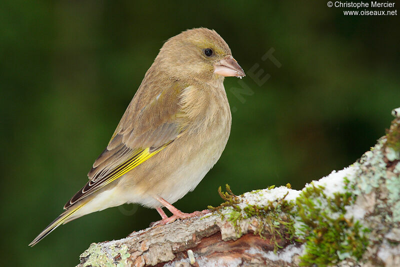 European Greenfinch