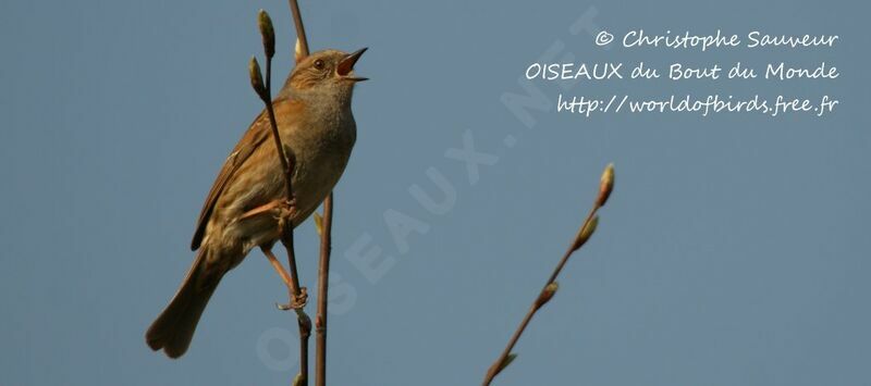 Dunnock