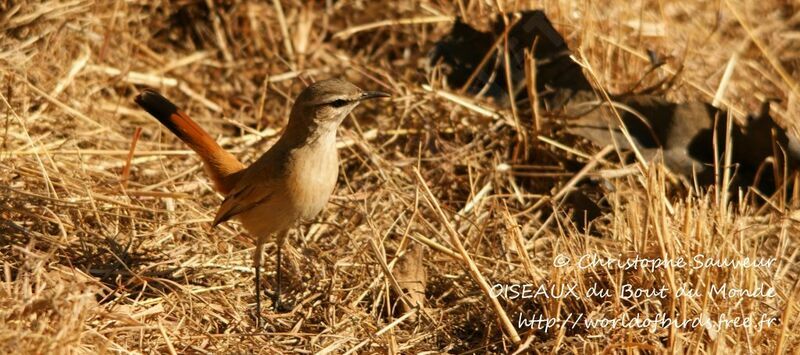 Kalahari Scrub Robin