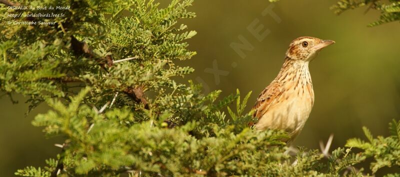 Rufous-naped Lark, identification