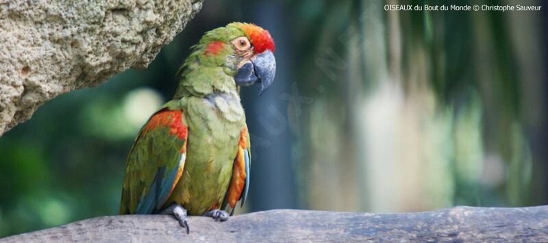 Red-fronted Macaw