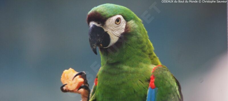 Chestnut-fronted Macaw