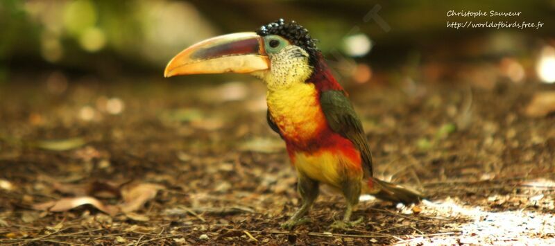 Curl-crested Aracari