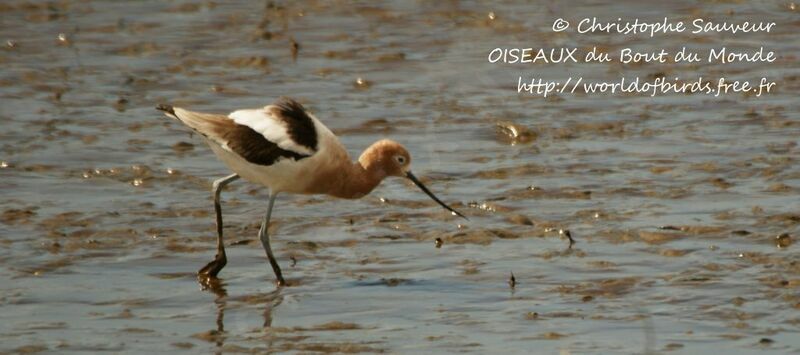 Avocette d'Amérique