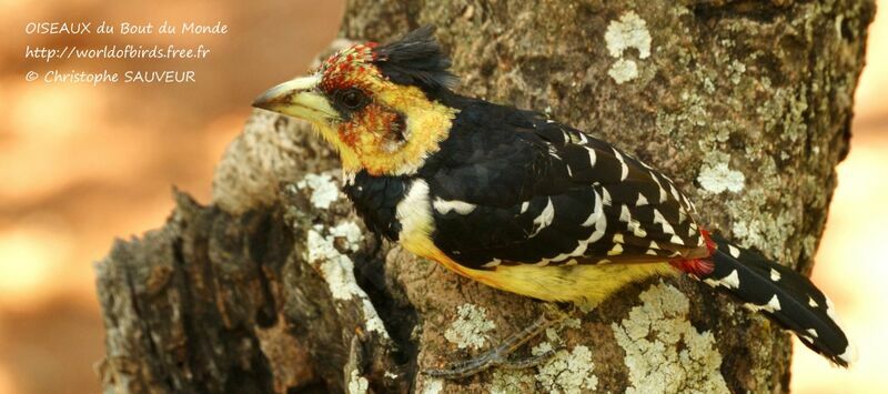 Crested Barbet, identification