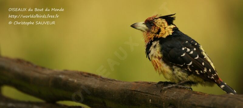 Crested Barbet, identification