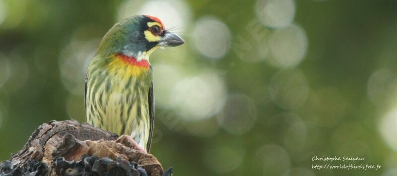 Coppersmith Barbet