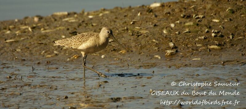 Marbled Godwit