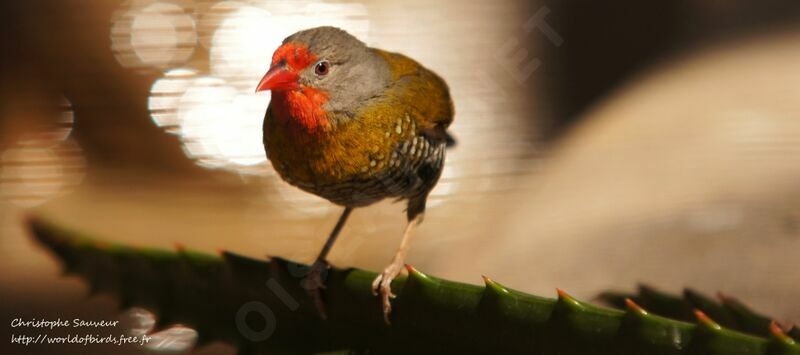 Green-winged Pytilia male