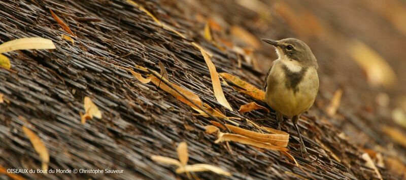 Cape Wagtail