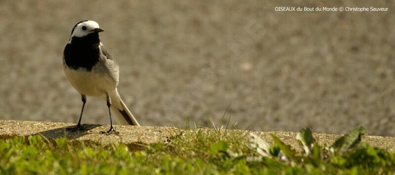 White Wagtail