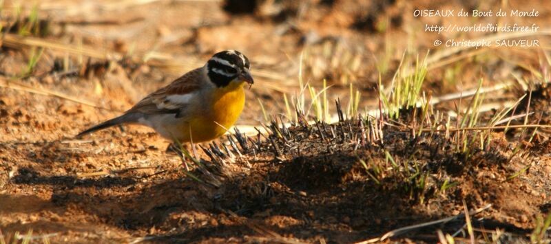 Golden-breasted Bunting male adult, identification