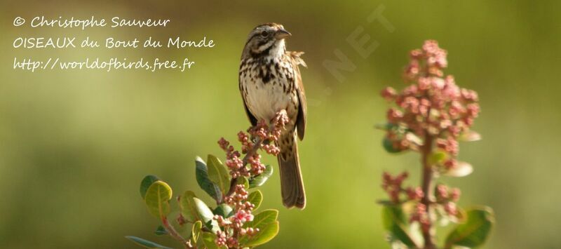 Song Sparrow