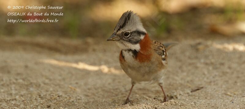 Rufous-collared Sparrow, identification