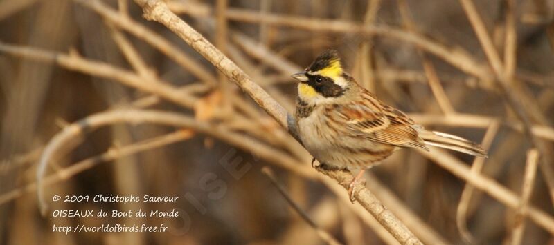 Bruant élégant, identification