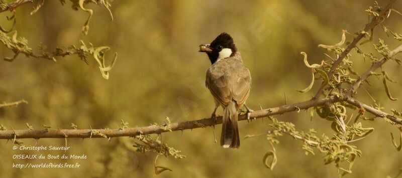 Bulbul à oreillons blancs