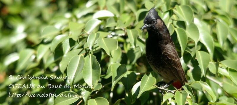 Bulbul à ventre rouge