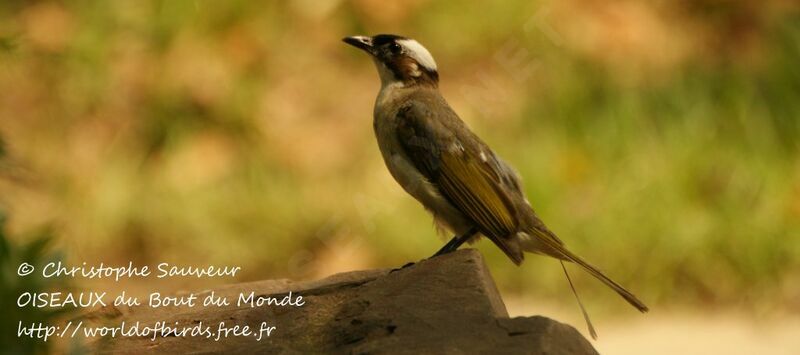 Light-vented Bulbul