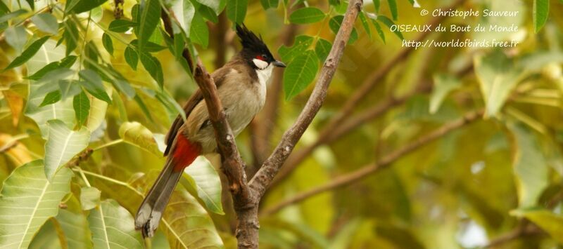 Red-whiskered Bulbul, identification