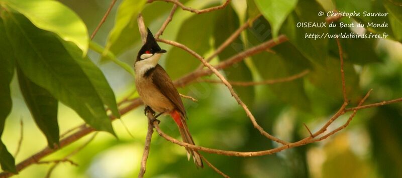 Bulbul orphée, identification