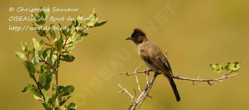 Dark-capped Bulbul