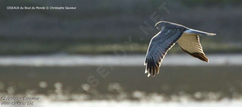 Northern Harrier male adult, Flight