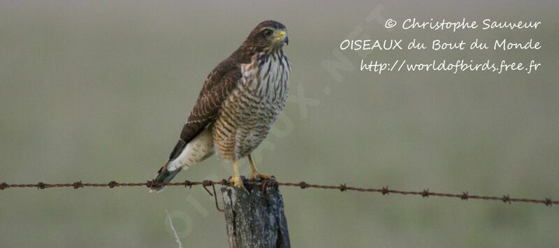 Roadside Hawk