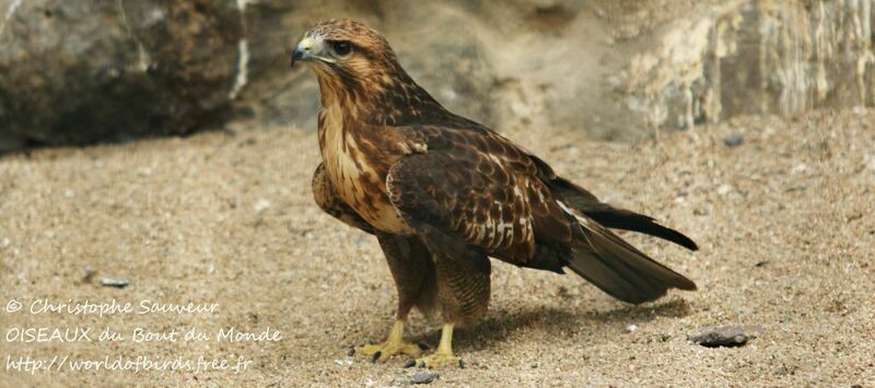 Buse variable