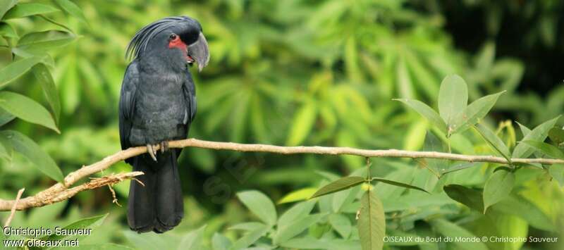 Palm Cockatoo, identification