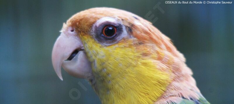 White-bellied Parrot