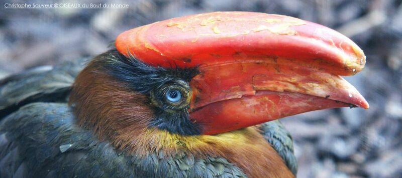 Rufous Hornbill female