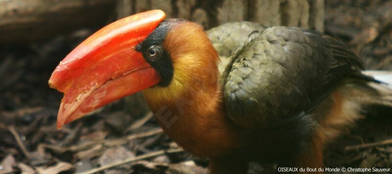 Rufous Hornbill