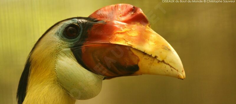 Calao à casque rouge mâle, portrait