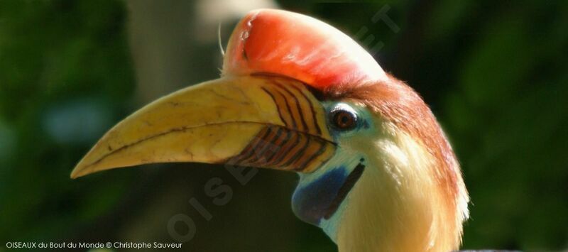 Knobbed Hornbill male