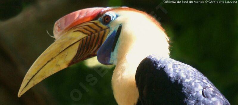 Knobbed Hornbill male