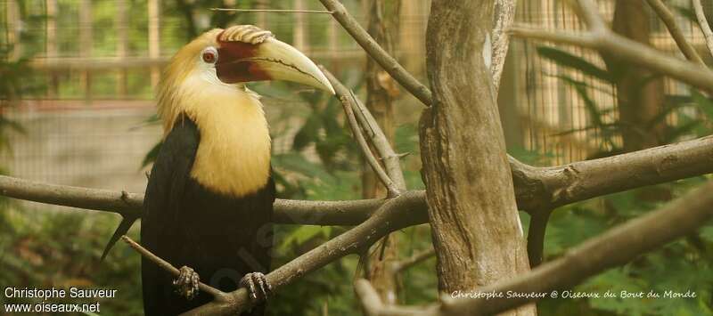 Plain-pouched Hornbill