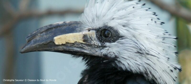 Western Long-tailed Hornbill