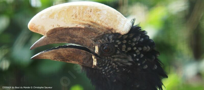 Silvery-cheeked Hornbill