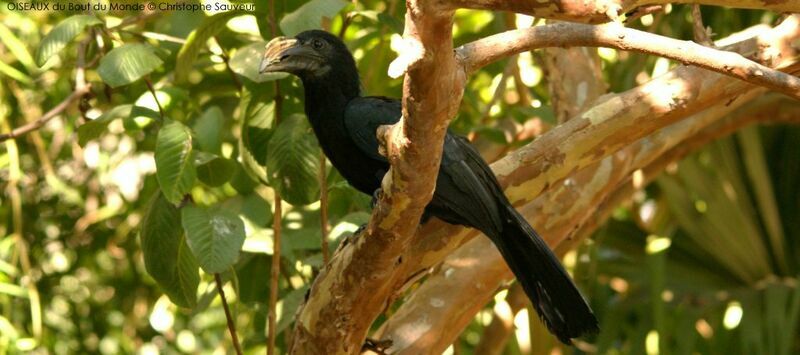 Sulawesi Hornbill female