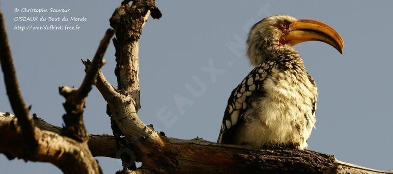 Southern Yellow-billed Hornbill, identification