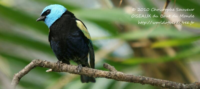 Blue-necked Tanager