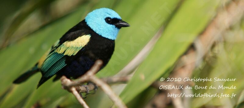 Blue-necked Tanager