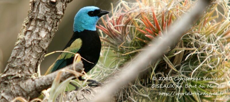 Blue-necked Tanager